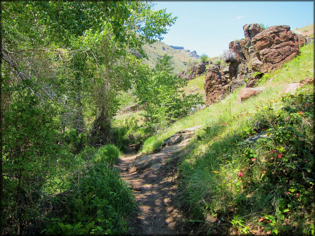 Scenic single track motorcycle trail winding through an aspen tree forest with large rock boulders on the hillside.