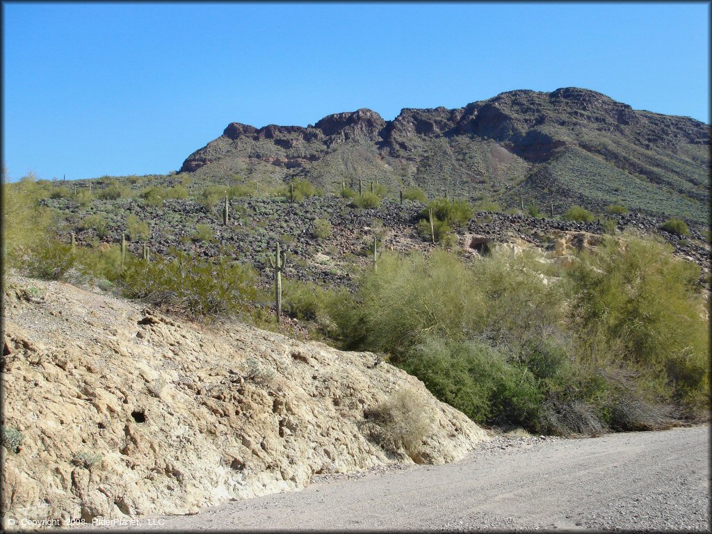 Panoramic view of saguaro cactuses in the Sonoran Desert.