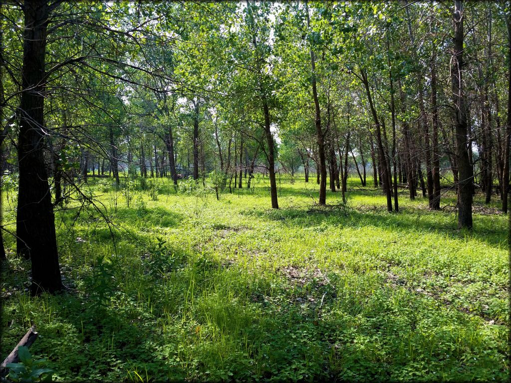 Otter Creek ATV Area Trail