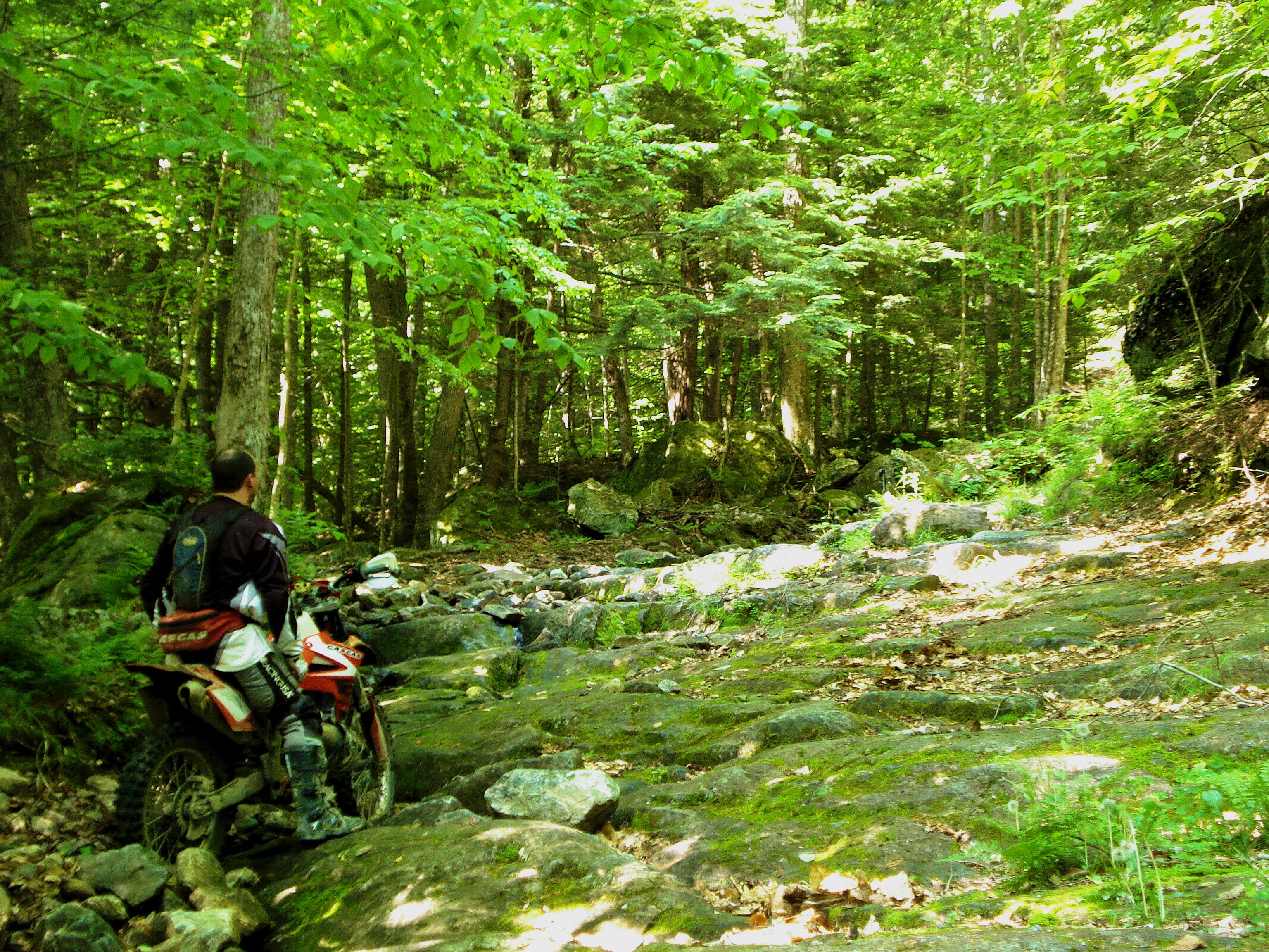 Tolland State Forest Trail