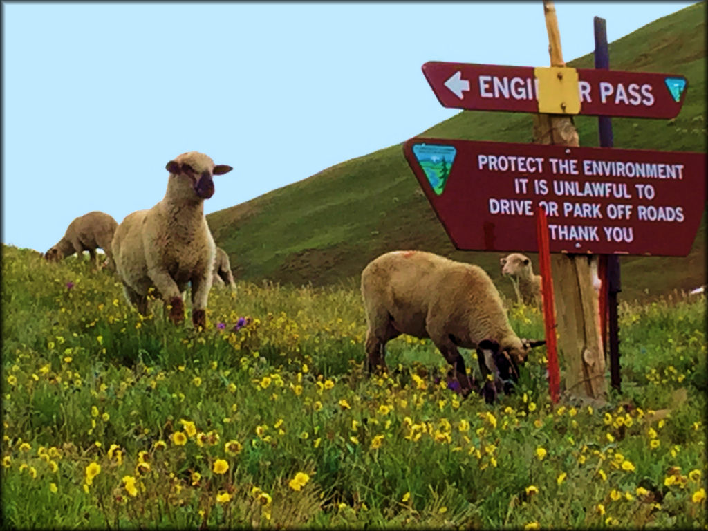 Some Rocky Mountain wild sheep grazing on Engineer Pass in Colorado.