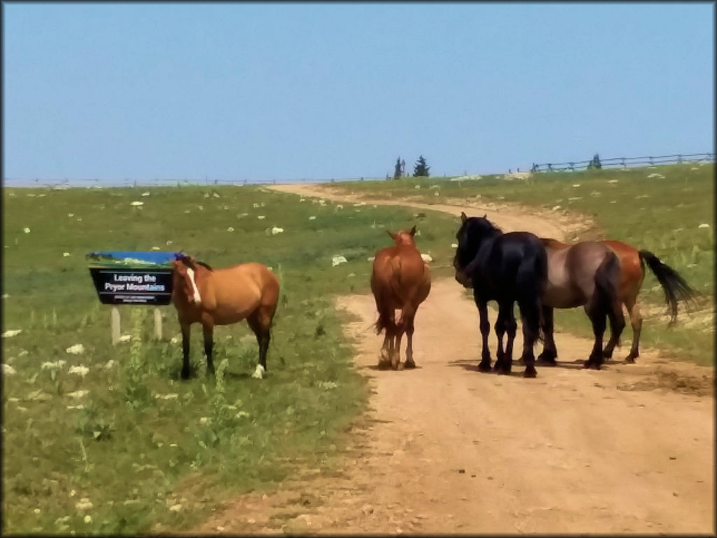 Pryor Mountains Trail