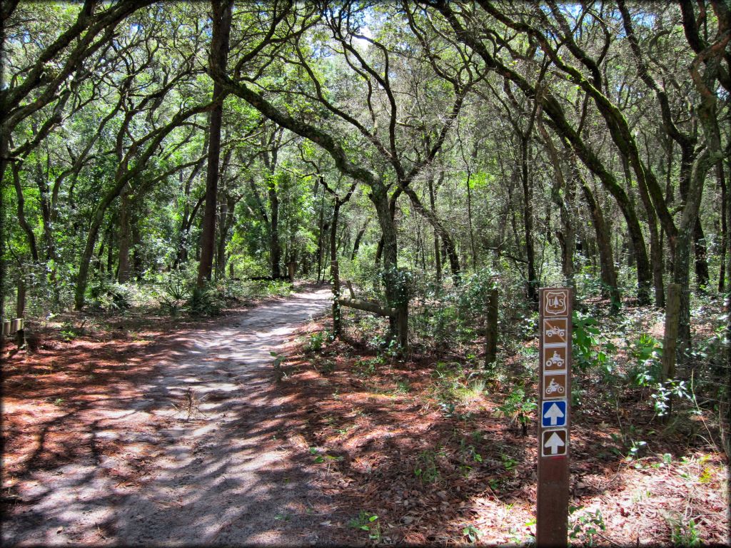 Wandering Wiregrass OHV Trail