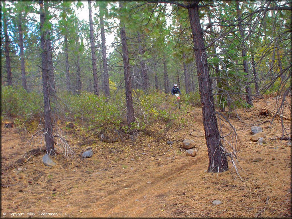 Honda CRF Dirt Bike at Prosser Hill OHV Area Trail