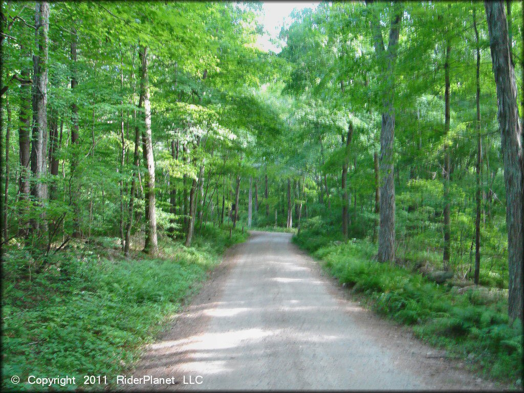 Example of terrain at Pachaug State Forest Trail