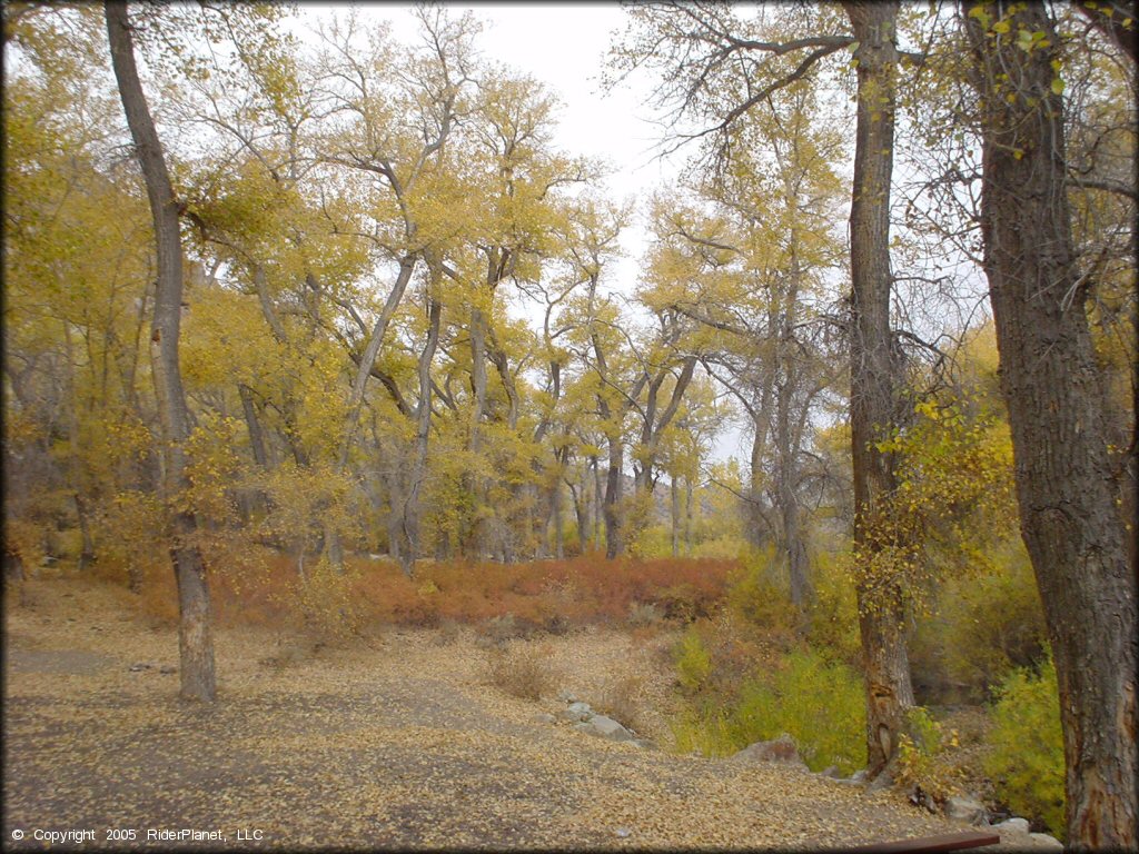 Scenery from Peavine Canyon Trail