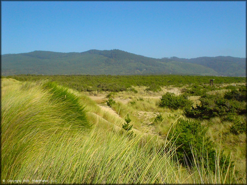 Scenery at Sand Lake Dune Area