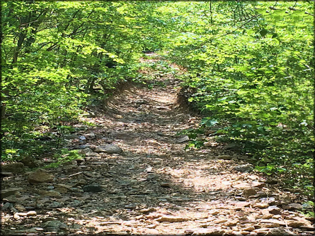 A close up photo of an overgrown UTV trail.