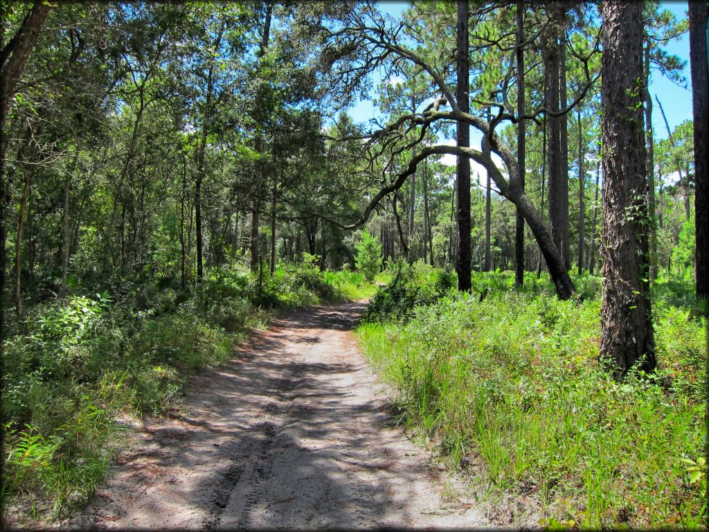 Wandering Wiregrass OHV Trail