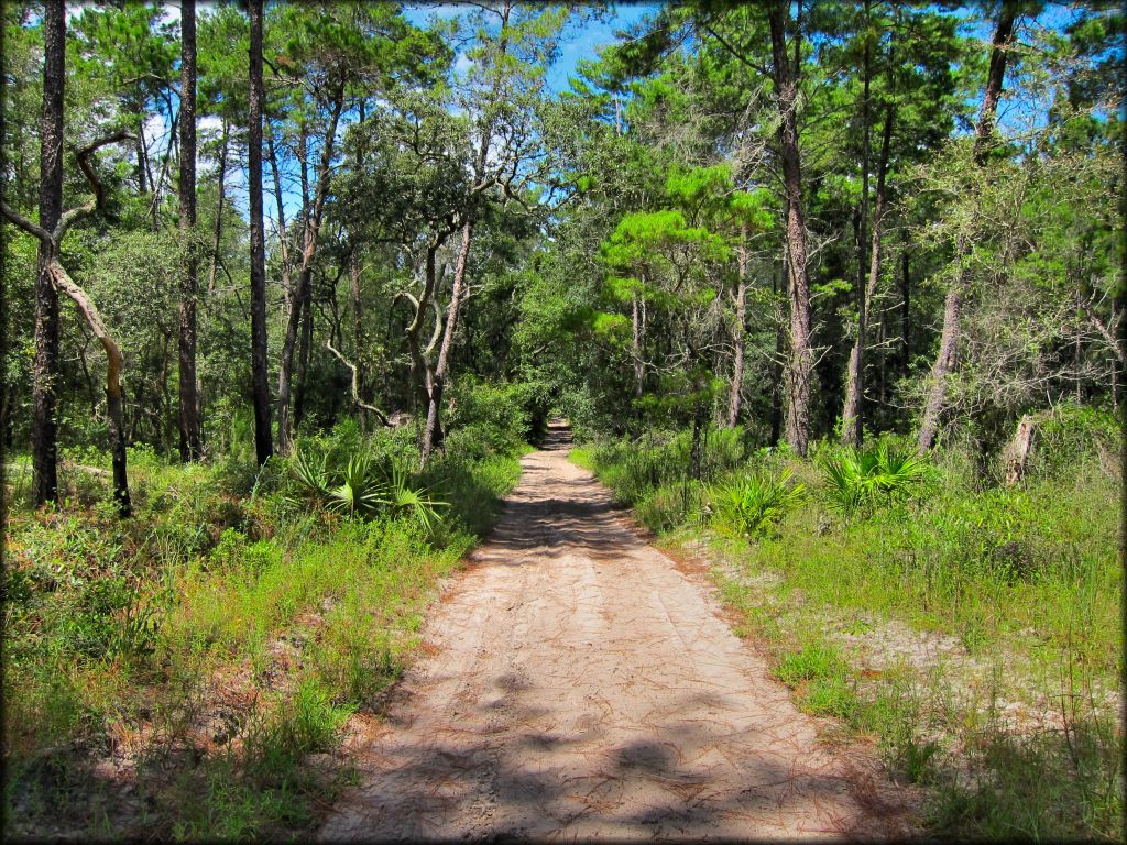 Wandering Wiregrass OHV Trail