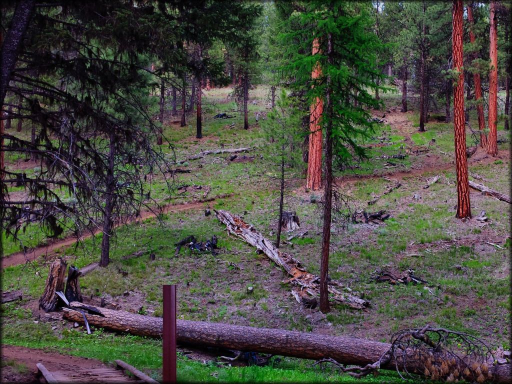 Blue Mountain OHV Trails