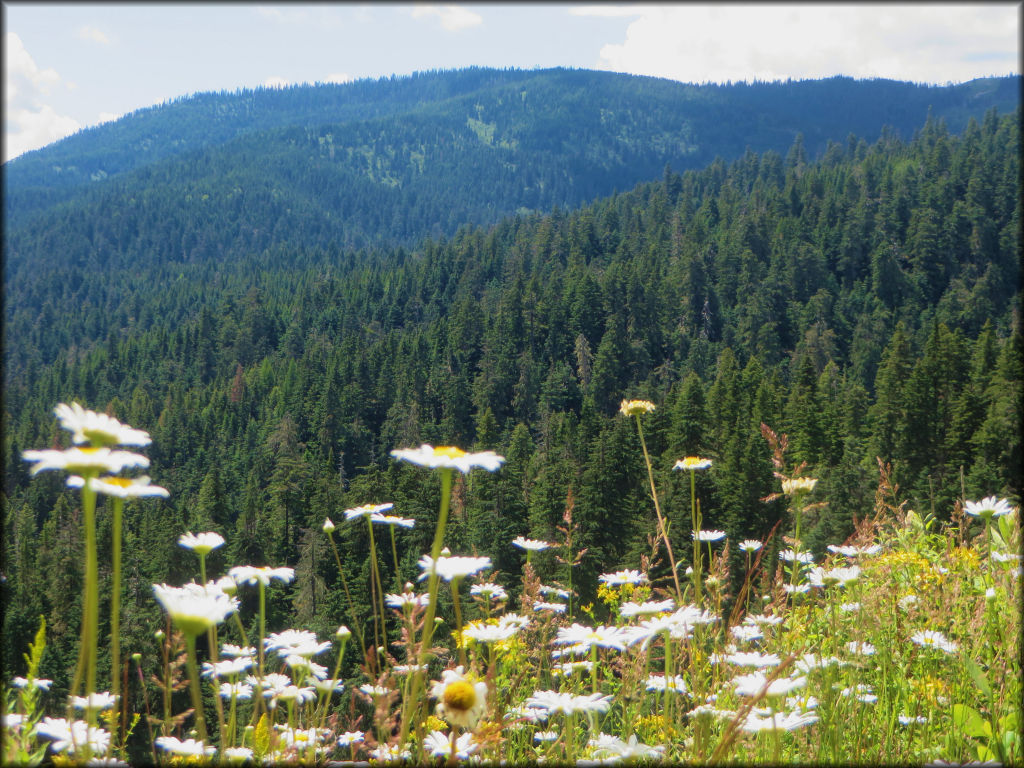 Steamboat Creek Trail