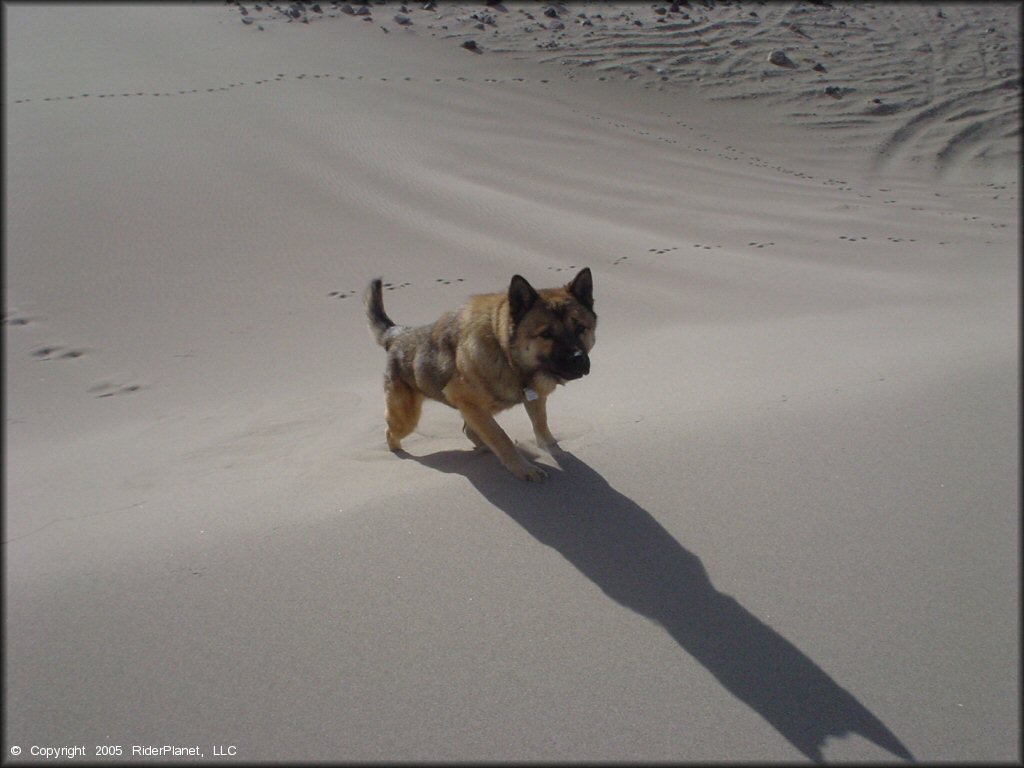 Tonopah Dunes Dune Area