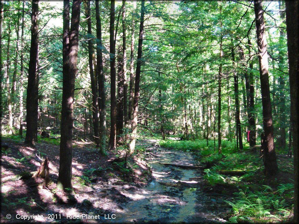 Example of terrain at Camden ATV Trail