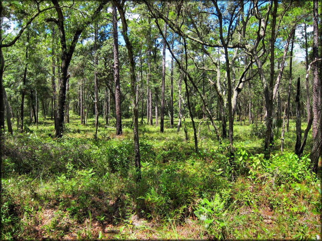 Wandering Wiregrass OHV Trail