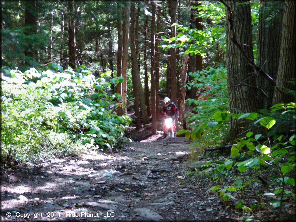 Beartown State Forest Trail