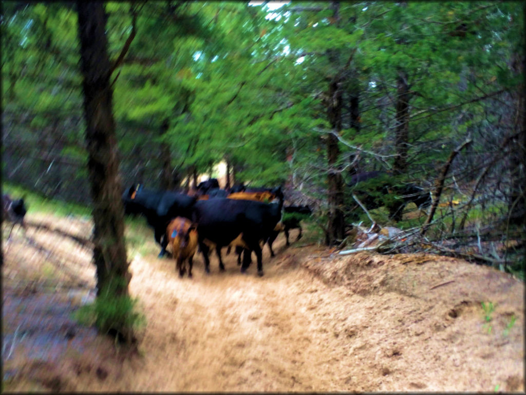 Dismal River Trail