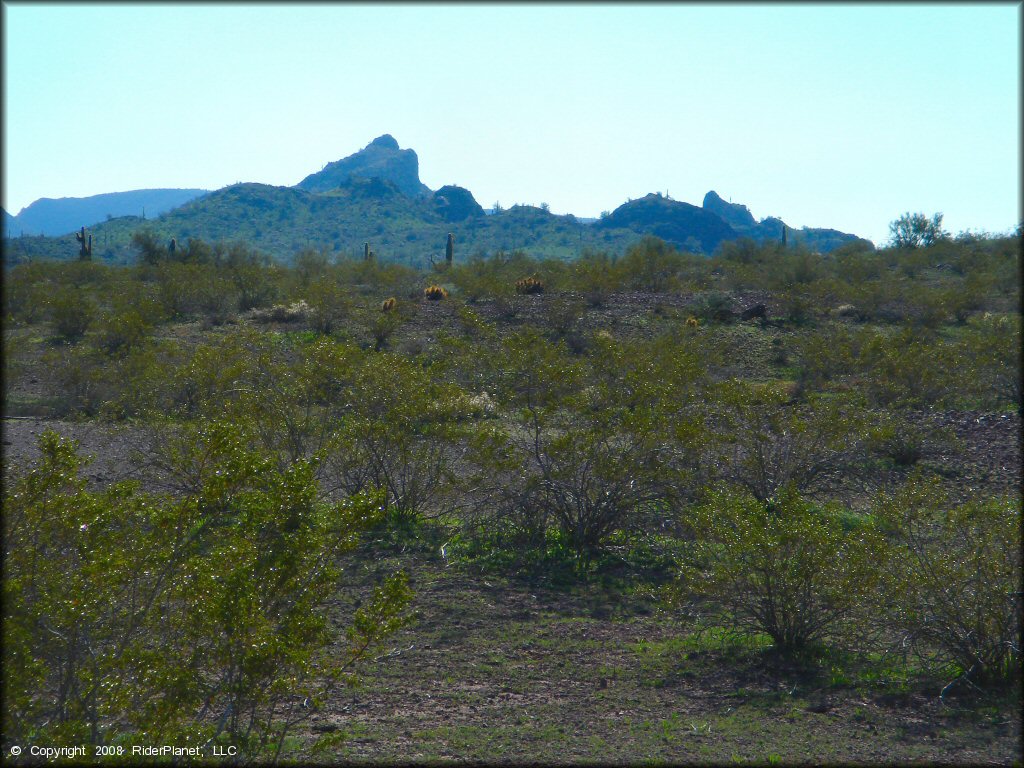 Scenic photo of desert scrub brush and cholla cactuses.