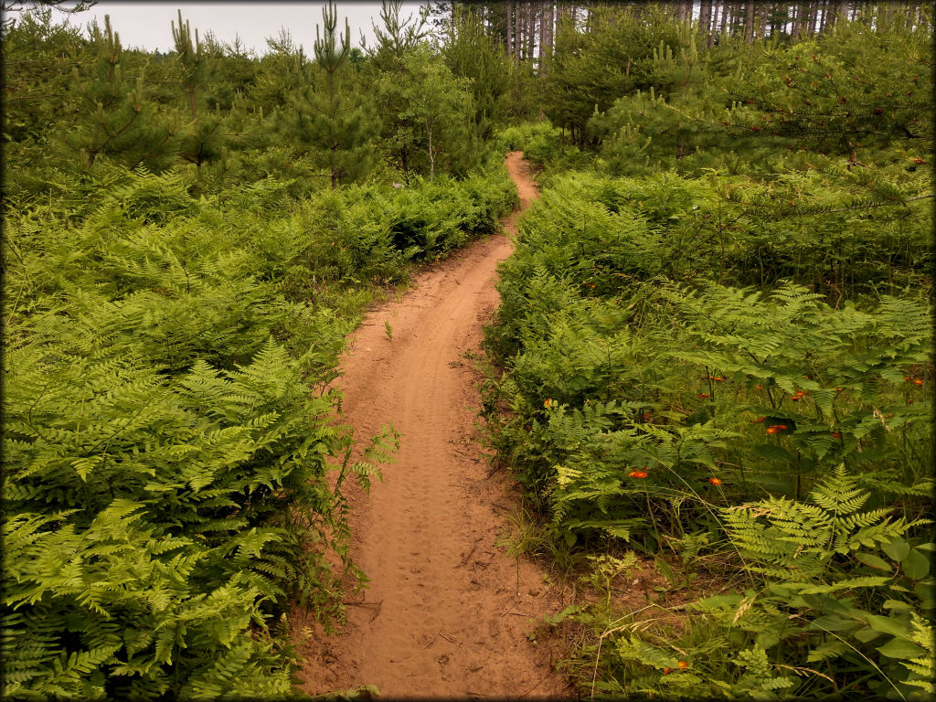 The Tamaracks OHM Trail