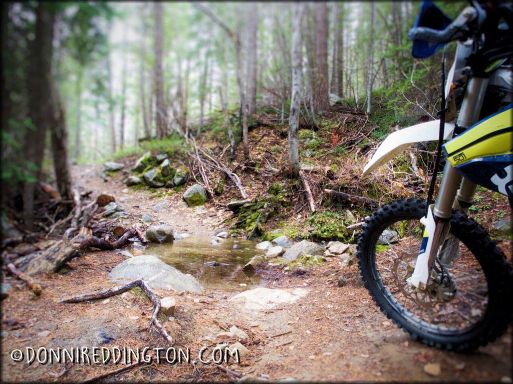 Foggy Dew Trail System